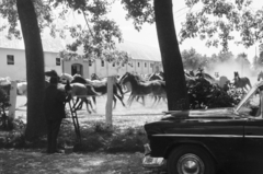 Hungary, Bábolna, Ménesudvar, filmforgatás az istállók előtt., 1959, Horváth József, automobile, herd, tripod, filming, horse, american brand, Chevrolet-brand, Fortepan #264944