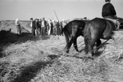 Ukrajna, 1941, Horváth József, keleti front, cséplés, Fortepan #265353