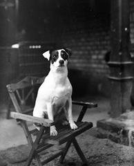 1917, Fortepan, portrait, dog, yard, outdoor chair, Fortepan #2654