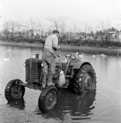 1963, Szilvási hagyaték, kacsaúsztató, traktor, fürdetés, Zetor 25K, Fortepan #266468