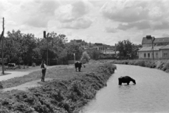 Romania,Transylvania, Cluj-Napoca, Kétvizköz, a Malomárok. Jobbra a mai Strada Oțetului 22. és 20., 1942, Ábrahám Katalin és László, shepherd, Fortepan #266622