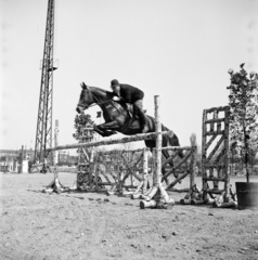 1963, Szentkuthy Ibolya, lovaglás, zsoké, ló, Fortepan #267526