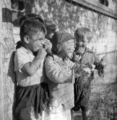 1959, Szentkuthy Ibolya, boys, chain-link fence, kids, Fortepan #267529