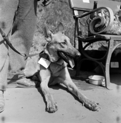 1959, Szentkuthy Ibolya, dog, Fortepan #267555