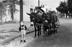 Magyarország, Budapest XII., a felvétel Rácz Aladár úton készült, balra Farkasréti temető kerítése, háttérben a mai Márton Áron tér és a Sasadi út közötti támfal látható., 1955, Bolvári László, szamár, Budapest, kisfiú, kantárosnadrág, Fortepan #267744