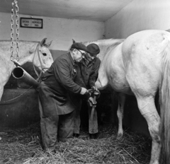 Magyarország, Pomáz, balra a Petőfi TSZ patkolókovácsa., 1973, Gárdos Katalin, lópatkolás, istálló, patkó, Fortepan #268099