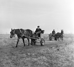 Magyarország, Csemő, a település postásai lovas kordéval viszik a postai küldeményeket a tanyákra., 1970, Gárdos Katalin, postás, lovaskocsi, Fortepan #268116