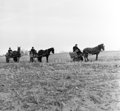 Magyarország, Csemő, a település postásai lovas kordéval viszik a postai küldeményeket a tanyákra., 1970, Gárdos Katalin, postás, egyenruha, lovaskocsi, kordé, ló, Fortepan #268119