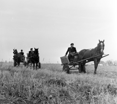 Magyarország, Csemő, a település postásai lovas kordéval viszik a postai küldeményeket a tanyákra., 1970, Gárdos Katalin, postás, lovaskocsi, kordé, ló, Fortepan #268120