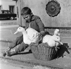 Magyarország, Vác, Március 15. tér, a felvétel a Barátság kútjánál készült., 1971, Gárdos Katalin, liba, fiú, kisfiú, kosár, dombormű, csomagolás, gyerekmunka, Fortepan #268131