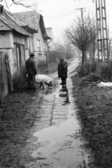 Hungary, Tarcal, Fő utca, középen az 56. számú ház., 1974, Leskó Imre, Best of, street view, village, puddle, pig, pavement, Fortepan #269805