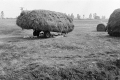 Hungary, Tarcal, a felvétel a település határában készült., 1975, Leskó Imre, poultry, hay, Fortepan #269869