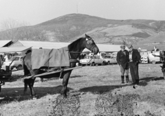 Hungary, Tarcal, vásár, háttérben a Kopasz-hegy és a TV adótorony., 1983, Leskó Imre, horse, horsecloth, Fortepan #269882