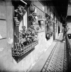 1955, Vozárik Edit, shadow, window, railing, courtyard balcony, planter, bird cage, Pelargonium, Fortepan #270101