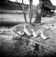 1958, Vozárik Edit, zoo, poultry, Fortepan #270159