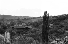 Magyarország, Pécs, kilátás a Pedagógiai Főiskola (később Pécsi Tudományegyetem) kollégiumából a Pacsirta utca felé., 1956, Lipovits Károly, látkép, lomb, Fortepan #271322