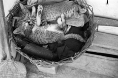 1959, Lipovits Károly, Best of, sleeping, basket, cat, Fortepan #271448