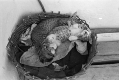 1959, Lipovits Károly, sleeping, basket, cat, Fortepan #271449