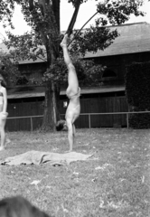 1960, Lipovits Károly, feat, handstand, Fortepan #271636