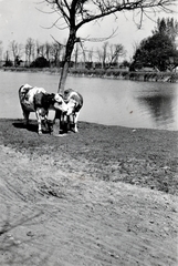 Magyarország, Budapest XVII., tó a mai Tómalom utca végében, a Rákos-patak mellett., 1922, Keresztesi Péter, Budapest, patak, szarvasmarha, Fortepan #272604