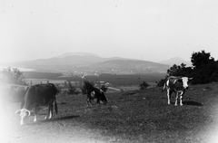 Magyarország,Balaton, Révfülöp, Fülöp-hegy, háttérben legtávolabb a Badacsony és a Gulács., 1917, Flanek-Falvay-Kováts, Fortepan #272967