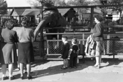 1947, Kern család, lady, railing, kid, elephant, Fortepan #273377