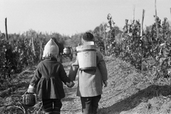 Hungary, Eger, Felnémet (ekkor önálló, ma a város része), a szőlőhegyen szüretkor készült a felvétel., 1949, Kern család, Best of, girl, kid, basket, vine hill, hold hands, wooden butte, harvest, back, Fortepan #273404