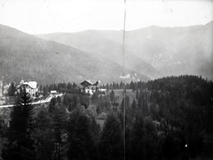 1909, Bojér Tibor, picture, mountain, pine forest, Fortepan #276040