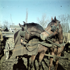 1938, Koncz Nándor, horse, Horse-drawn carriage, colorful, looking back, ham, coach, saddle, Fortepan #276700