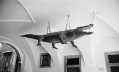 1963, Artfókusz, Best of, crocodile, dangling, taxidermy, gateway, Czechoslovakia, Fortepan #278439