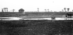 1915, Fortepan, lake, horse, well, landscape, shadoof, Fortepan #2790