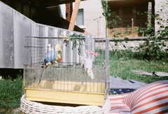 Hungary,Lake Balaton, Siófok, Balatonszabadi-Sóstó., 1987, Umann Kornél, colorful, air mattress, bird cage, parrot, Fortepan #28244