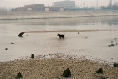 Magyarország, Budapest III.,Budapest XIII., a Hajógyári-sziget északi csúcsa, háttérben a Gázgyár telepe., 1987, Umann Kornél, kutya, Budapest, Fortepan #28245