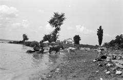 Hungary, Budapest XXII., Duna-part, a felvétel a Nagytétényi Kastély közelében készült., 1933, Gara Andor, Horse-drawn carriage, shore, barrel, Budapest, Fortepan #285020