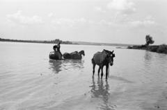 Hungary, Budapest XXII., Duna-part, a felvétel a Nagytétényi Kastély közelében készült., 1933, Gara Andor, Best of, water, horse, barrel, eye-shade, paddling, boat, man, bucket, Budapest, Fortepan #285022