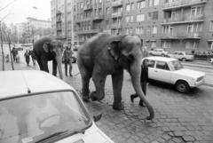 Magyarország, Budapest XIII., Lehel utca a Bulcsú utca és a Dévai utca között. A Cirkusz Plusssz című új műsor állatszereplőit vezetik a Nyugati pályaudvarról a Fővárosi Nagycirkuszba., 1990, Horváth Péter, Budapest, Fortepan #286131