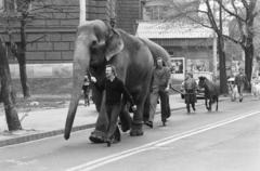 Magyarország, Budapest XIV., Gundel Károly (Állatkerti) út, háttérben balra a Szépművészeti Múzeum. A Cirkusz Plusssz című új műsor állatszereplőit vezetik a Nyugati pályaudvarról a Fővárosi Nagycirkuszba., 1990, Horváth Péter, Budapest, Fortepan #286134