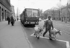 Magyarország, Budapest XIII., Dózsa György út a Lehel utca kereszteződésénél. A Cirkusz Plusssz című új műsor állatszereplőit vezetik a Nyugati pályaudvarról a Fővárosi Nagycirkuszba., 1990, Horváth Péter, Budapest, autóbusz, Ikarus-márka, kockakő, kecske, Fortepan #286136