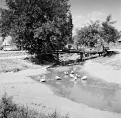 1933, Kieselbach Tamás, wood, stream, wooden bridge, poultry, Fortepan #286277