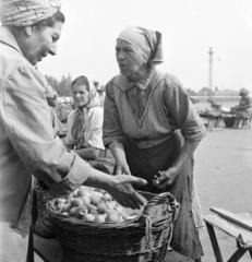 Magyarország, Székesfehérvár, Piac tér, gyümölcsárus a piacon., 1958, Szentkuthy Ibolya, Fortepan #286933