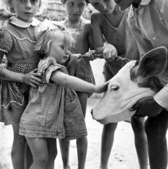 1957, Szentkuthy Ibolya, Best of, fondness, cattle, girl, Fortepan #286956