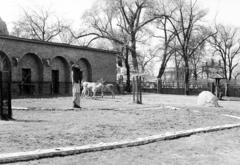 Magyarország, Városliget,Állatkert, Budapest XIV., 1960, Tóth Ákos, Budapest, állatkert, Fortepan #287171