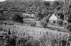 Hungary,Lake Balaton, Badacsonytomaj,Badacsony, szemben a Kisfaludy ház, jobbra a Szegedy Róza ház látható., 1967, Liszkay Ferenc, Fortepan #287587