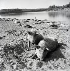 1938, Fábián István, drinking, pig, agriculture, Fortepan #287778