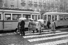 Magyarország, Budapest V., Szent István körút, háttérben a 29-es számú ház a Bihari János utca sarkán., 1977, Prohászka Imre, sorbanállás, esernyő, gyalogátkelő, villamos, Budapest, Fortepan #288768