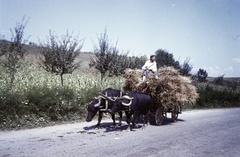 1970, Szilágyi Lajosné, Fortepan #294906