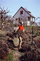1970, Szilágyi Lajosné, Best of, colorful, garden, Fortepan #294934