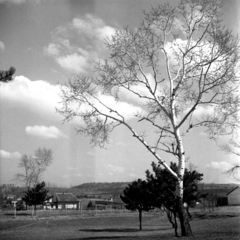 Hungary, Fót, Kis-alagi major, a háttérben jobbra a fóti Somlyó-hegy., 1938, Kölcsey Ferenc Dunakeszi Városi Könyvtár / Petanovits fényképek, wood, Fortepan #29581