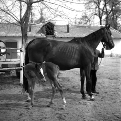 Magyarország, Alag,Dunakeszi, tréningtelep., 1938, Kölcsey Ferenc Dunakeszi Városi Könyvtár / Petanovits fényképek, ló, istálló, csikó, Fortepan #29620