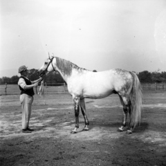 Magyarország, Alag,Dunakeszi, tréningtelep., 1938, Kölcsey Ferenc Dunakeszi Városi Könyvtár / Petanovits fényképek, ló, Fortepan #29621